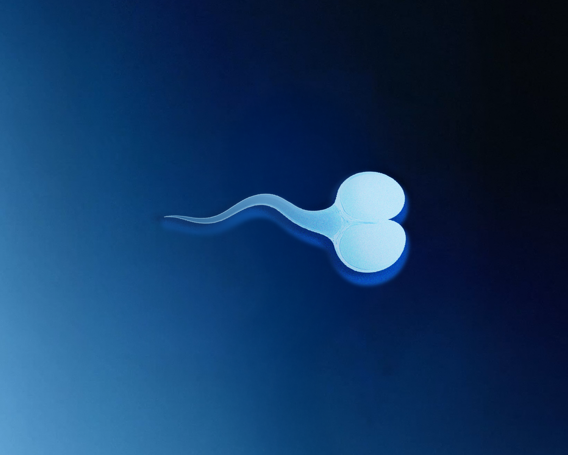 good morph of sperm under microscope